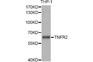 Western blot analysis of extracts of THP-1 cells, using TNFRSF1B antibody (ABIN5970451) at 1/1000 dilution. (TNFRSF1B Antikörper)