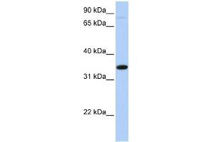 SLC44A3 antibody used at 1 ug/ml to detect target protein. (SLC44A3 Antikörper  (Middle Region))