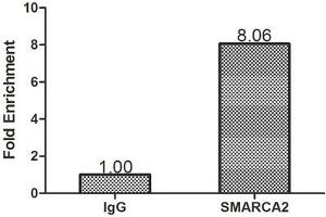Chromatin Immunoprecipitation Hela (1. (SMARCA2 Antikörper  (AA 700-1216))