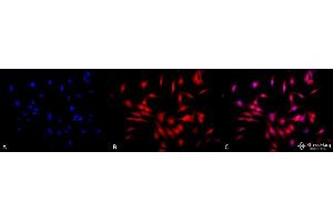 Immunocytochemistry/Immunofluorescence analysis using Rat Anti-HSF1 Monoclonal Antibody, Clone 4B4 . (HSF1 Antikörper  (AA 425-439) (HRP))
