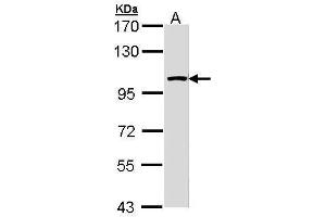 WB Image Sample (30 ug of whole cell lysate) A: Molt-4 , 7. (LARS2 Antikörper)