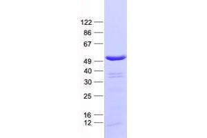 Validation with Western Blot