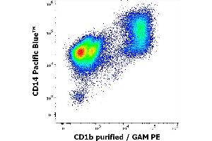 Flow cytometry multicolor surface staining pattern of human stimulated (GM-CSF + IL-4) peripheral blood mononuclear cells using anti-human CD1b (SN13) purified antibody (concentration in sample 9 μg/mL, GAM PE) and anti-human CD14 (MEM-15) Pacific Blue antibody (4 μL reagent per milion cells in 100 μL of cell suspension).