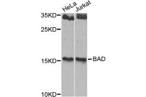 Western blot analysis of extracts of various cell lines, using BAD antibody. (BAD Antikörper)