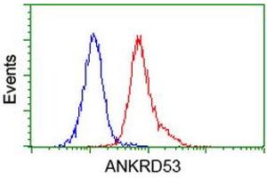 Image no. 3 for anti-Ankyrin Repeat Domain 53 (ANKRD53) (AA 1-300) antibody (ABIN1490723) (ANKRD53 Antikörper  (AA 1-300))