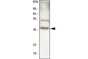 Western blot analysis. (CEBPB Antikörper  (N-Term))