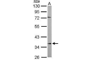 WB Image Sample (50 ug of whole cell lysate) A: Mouse brain 10% SDS PAGE antibody diluted at 1:1000 (PPP2R4 Antikörper  (Center))