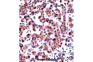 Immunohistochemistry (IHC) image for anti-Histamine Receptor H1 (HRH1) antibody (ABIN2997979) (HRH1 Antikörper)