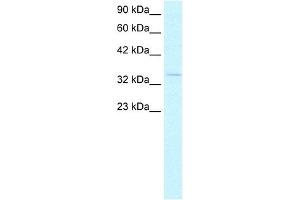 WB Suggested Anti-HEY1 Antibody  Titration: 2. (HEY1 Antikörper  (C-Term))