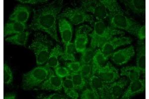 Immunocytochemistry/Immunofluorescence analysis using Mouse Anti-Hsp90 alpha Monoclonal Antibody, Clone 2G5. (HSP90AA2 Antikörper  (PE))