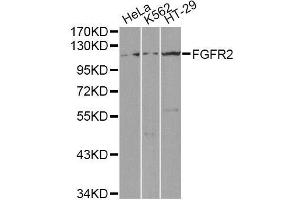 Western blot analysis of extracts of various cell lines, using FGFR2 antibody (ABIN5971103) at 1/1000 dilution. (FGFR2 Antikörper)
