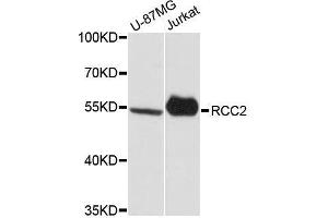 Western blot analysis of extracts of various cell lines, using RCC2 antibody. (RCC2 Antikörper  (AA 323-522))