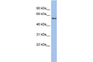 WB Suggested Anti-GTF2H1  Antibody Titration: 0.