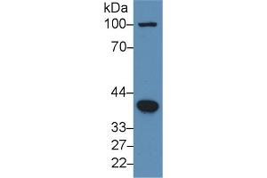 Western Blot; Sample: Human Hela cell lysate; Primary Ab: 3µg/ml Rabbit Anti-Human BMP2 Antibody Second Ab: 0. (BMP2 Antikörper  (AA 283-396))