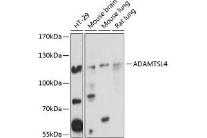 Western blot analysis of extracts of various cell lines, using  Antibody (ABIN6133083, ABIN6136547, ABIN6136548 and ABIN6220761) at 1:1000 dilution. (ADAMTSL4 Antikörper  (AA 795-1074))