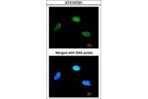 Image no. 1 for anti-Zinc Finger Protein 398 (ZNF398) (AA 358-630) antibody (ABIN467495) (ZNF398 Antikörper  (AA 358-630))