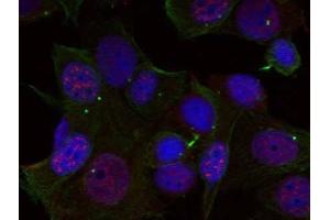 Immunofluorescence staining of methanol-fixed HeLa cells using Rel (phospho-Ser503) antibody (E011020, Red) (c-Rel Antikörper  (pSer503))