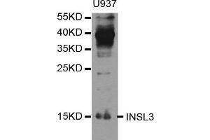 Western blot analysis of extracts of U937 cell line, using INSL3 antibody. (INSL3 Antikörper)