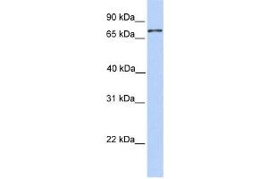 Western Blotting (WB) image for anti-Collectin Sub-Family Member 12 (COLEC12) antibody (ABIN2459389) (COLEC12 Antikörper)