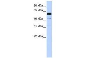 Image no. 1 for anti-Polypyrimidine Tract Binding Protein 1 (PTBP1) (C-Term) antibody (ABIN6740669) (PTBP1 Antikörper  (C-Term))