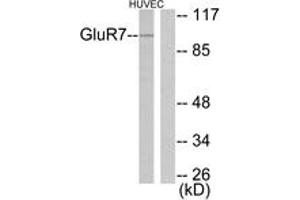 Western Blotting (WB) image for anti-Glutamate Receptor, Metabotropic 7 (GRM7) (AA 866-915) antibody (ABIN2889207) (GRM7 Antikörper  (AA 866-915))