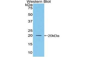 Western Blotting (WB) image for anti-Microfibrillar Associated Protein 5 (MFAP5) (AA 24-162) antibody (ABIN1859807)