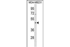 Western blot analysis in MDA-MB231 cell line lysates (35ug/lane). (Septin 12 Antikörper  (AA 218-244))