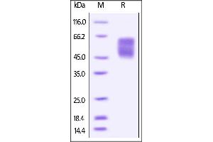 Biotinylated Human B7-H4 (recommended for biopanning) on SDS-PAGE under reducing (R) condition. (VTCN1 Protein (AA 29-258) (His tag,AVI tag,Biotin))