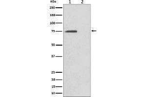 Western blot analysis of Phospho-eIF4B (S406) expression in (1) HeLa cell lysate, (2) HeLa cell treated with Alkaline Phosphatase lysate.