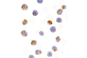 Immunohistochemistry (IHC) image for anti-Activation-Induced Cytidine Deaminase (AICDA) (C-Term) antibody (ABIN1030226) (AICDA Antikörper  (C-Term))
