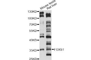 Western blot analysis of extracts of various cell lines, using FOXS1 antibody (ABIN6293148) at 1:1000 dilution. (FOXS1 Antikörper)