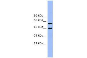 ALLC antibody used at 1 ug/ml to detect target protein.