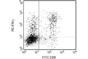 Expression of IFN-gamma by stimulated CD8+ and CD8-BALB/c spleen cells. (Interferon gamma Antikörper)