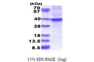 HOXA9 Protein (AA 1-272) (His tag)