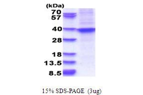 HOXA9 Protein (AA 1-272) (His tag)
