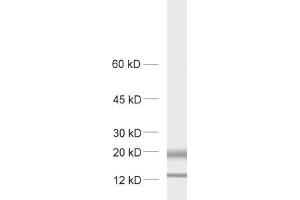 dilution: 1 : 1000, sample: rat brain homogenate. (MAL2 Antikörper  (AA 13-28))