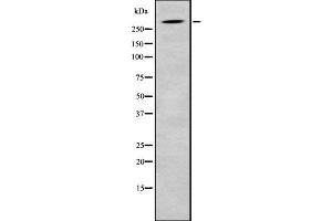 Western blot analysis SRRM2 using HuvEc whole cell lysates (SRRM2 Antikörper  (Internal Region))