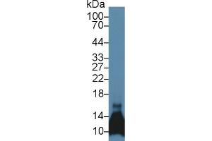 Detection of CCL6 in Mouse Pancreas lysate using Polyclonal Antibody to Chemokine (C-C motif) ligand 6 (CCL6) (CCL6 Antikörper  (AA 22-116))