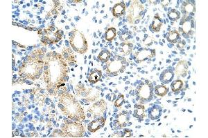 MGC27016 antibody was used for immunohistochemistry at a concentration of 4-8 ug/ml to stain Epithelial cells of renal tubule (arrows) in Human Kidney. (MGC27016 (N-Term) Antikörper)