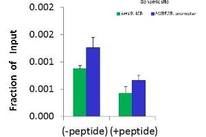 Chromatin Immunoprecipitation (ChIP) Using JUN antibody - N-terminal region  and HCT116 Cells (C-JUN Antikörper  (N-Term))