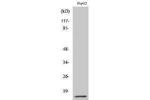 Western Blotting (WB) image for anti-Macrophage Migration Inhibitory Factor (Glycosylation-Inhibiting Factor) (MIF) (Internal Region) antibody (ABIN3185564) (MIF Antikörper  (Internal Region))