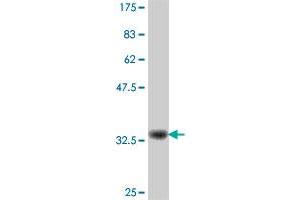 Western Blot detection against Immunogen (35. (LZTS1 Antikörper  (AA 514-596))