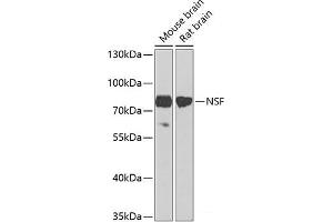 Western blot analysis of extracts of various cell lines using NSF Polyclonal Antibody at dilution of 1:1000. (NSF Antikörper)