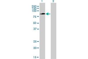 Western Blotting (WB) image for anti-Interferon, gamma-Inducible Protein 16 (IFI16) (AA 630-729) antibody (ABIN561426)