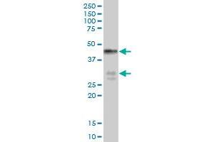 BNIPL MaxPab polyclonal antibody. (BNIPL Antikörper  (AA 1-275))