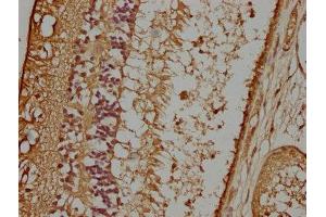 IHC image of ABIN7162249 diluted at 1:100 and staining in paraffin-embedded human eye tissue performed on a Leica BondTM system. (OPTC Antikörper  (AA 20-332))