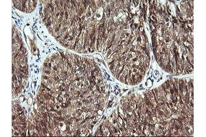 Image no. 1 for anti-Cell Division Cycle 123 Homolog (CDC123) antibody (ABIN1497389) (CDC123 Antikörper)