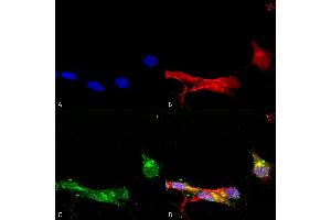 Immunocytochemistry/Immunofluorescence analysis using Mouse Anti-mGluR1/5 Monoclonal Antibody, Clone S75-33 (ABIN2483971). (Metabotropic Glutamate Receptor 5 Antikörper  (AA 824-1203) (Atto 390))