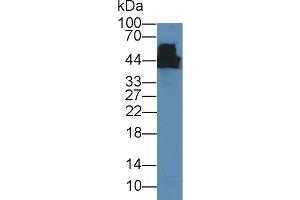 Western Blot; Sample: Mouse Cerebrum lysate; Primary Ab: 5µg/ml Mouse Anti-Rat CKM Antibody Second Ab: 0. (CKM Antikörper)