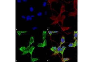 Immunocytochemistry/Immunofluorescence analysis using Mouse Anti-TASK1 Potassium Channel Monoclonal Antibody, Clone S374-48 (ABIN1741486).